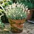 Lavandula angustifolia 'Not Normal Compact White'.jpg