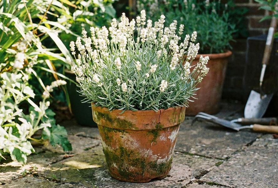 Levandule úzkolistá 'Not Normal Compact White' - Lavandula angustifolia 'Not Normal Compact White'