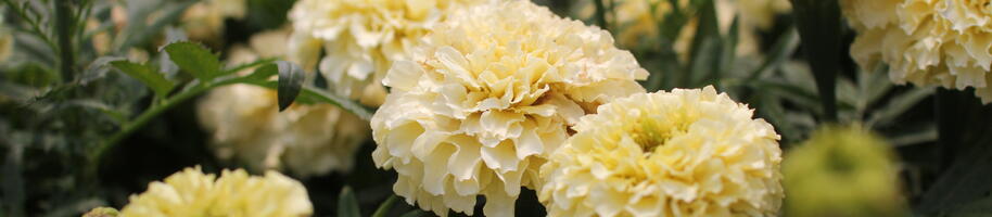 Tagetes erecta ''Helada Vanilla''_01