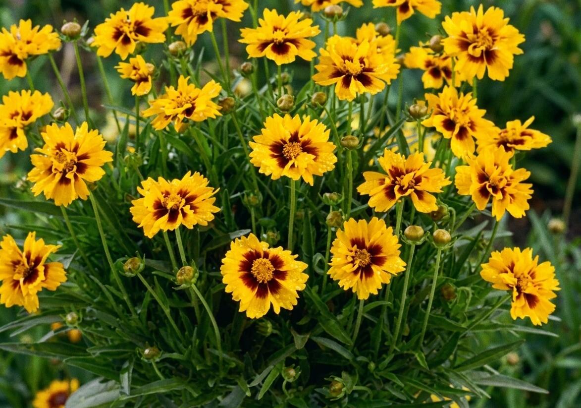 Krásnoočko velkokvěté 'Solena Red & Gold' - Coreopsis grandiflora 'Solena Red & Gold'