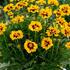 Coreopsis grandiflora 'Solena Red & Gold'.jpg