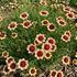 Coreopsis verticillata 'Corleone Early Banana & Cherry'.jpg