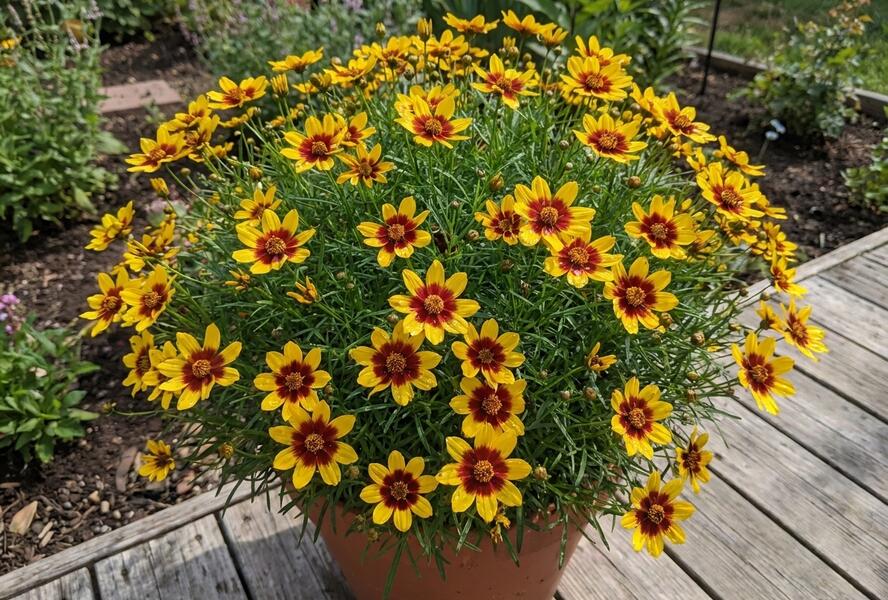 Krásnoočko přeslenité 'Corleone Early Red & Gold' - Coreopsis verticillata 'Corleone Early Red & Gold'