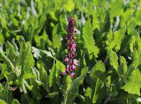 Šalvěj nádherná 'Menkar Rose' - Salvia superba 'Menkar Rose'