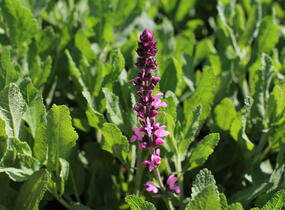 Šalvěj nádherná 'Menkar Rose' - Salvia superba 'Menkar Rose'