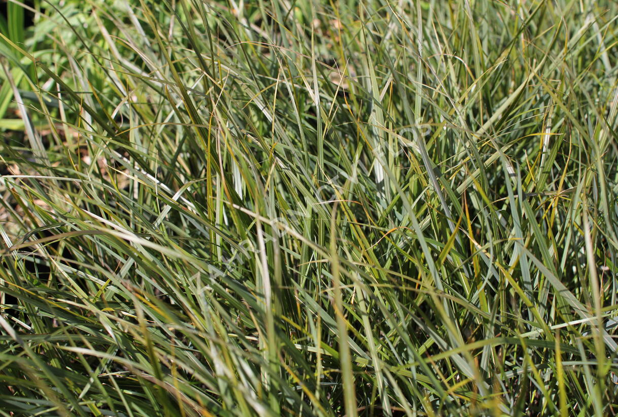 Kavyl 'Sirocco' - Stipa arundinacea 'Sirocco'