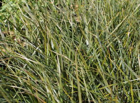 Kavyl 'Sirocco' - Stipa arundinacea 'Sirocco'