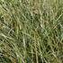 Stipa arundinacea 'Sirocco'_1.JPG