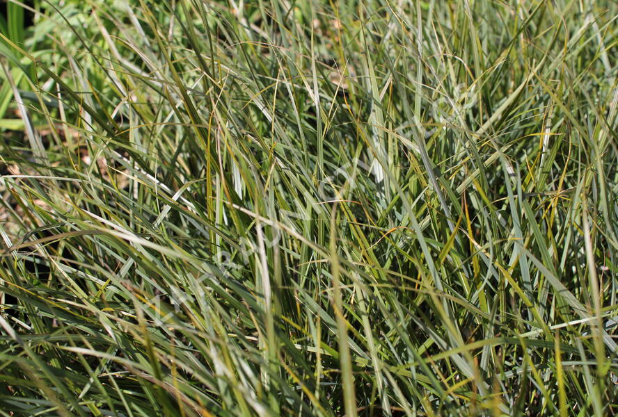 Kavyl 'Sirocco' - Stipa arundinacea 'Sirocco'