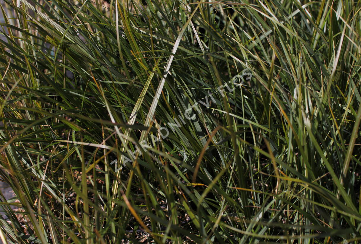 Kavyl 'Sirocco' - Stipa arundinacea 'Sirocco'