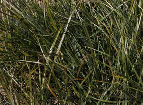 Kavyl 'Sirocco' - Stipa arundinacea 'Sirocco'