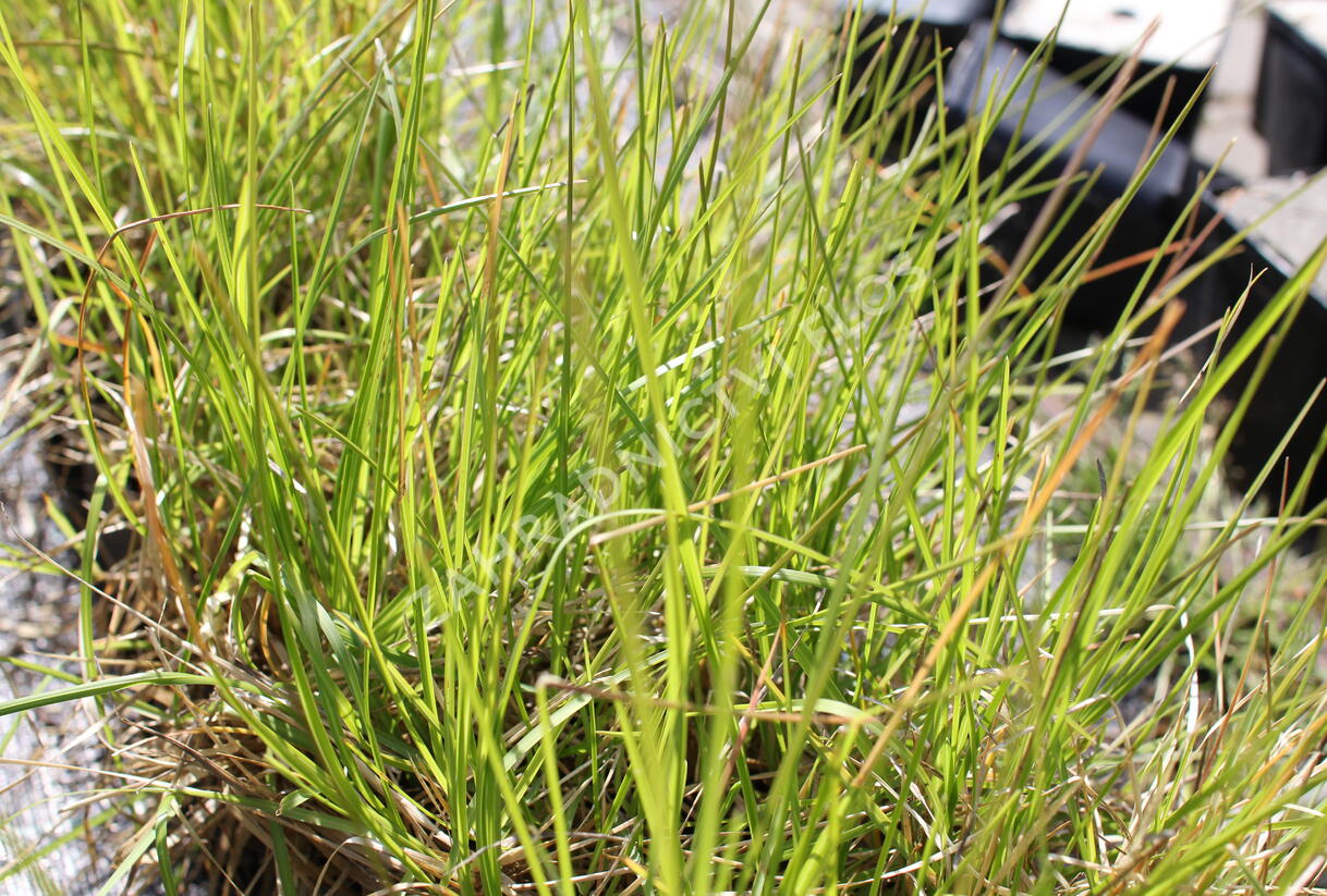 Pěchava 'Greenlee's Hybrid' - Sesleria 'Greenlee's Hybrid'