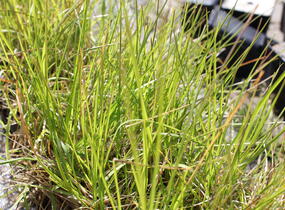 Pěchava 'Greenlee's Hybrid' - Sesleria 'Greenlee's Hybrid'