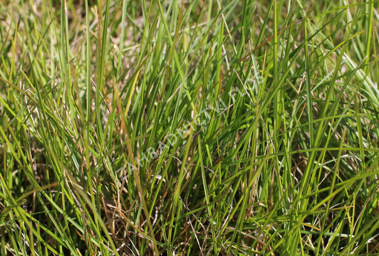 Pěchava 'Greenlee's Hybrid' - Sesleria 'Greenlee's Hybrid'