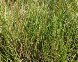 Pěchava 'Greenlee's Hybrid'