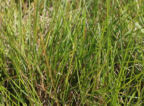 Pěchava 'Greenlee's Hybrid' - Sesleria 'Greenlee's Hybrid'