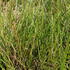 Sesleria 'Greenlee's Hybrid'_1.JPG