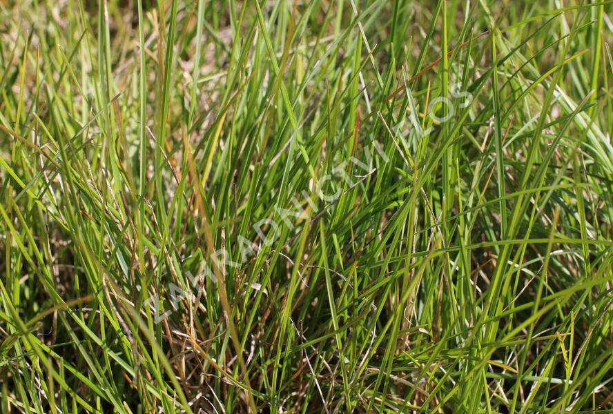 Pěchava 'Greenlee's Hybrid' - Sesleria 'Greenlee's Hybrid'