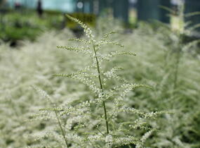 Udatna 'Misty Lace' - Aruncus hybrida 'Misty Lace'