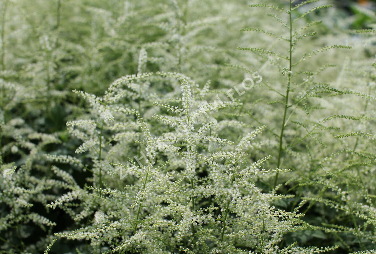 Udatna 'Misty Lace' - Aruncus hybrida 'Misty Lace'