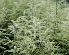 Udatna 'Misty Lace'