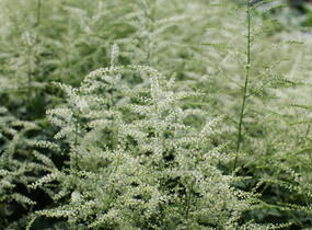 Udatna 'Misty Lace' - Aruncus hybrida 'Misty Lace'