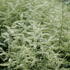 Aruncus hybrida 'Misty Lace'.JPG