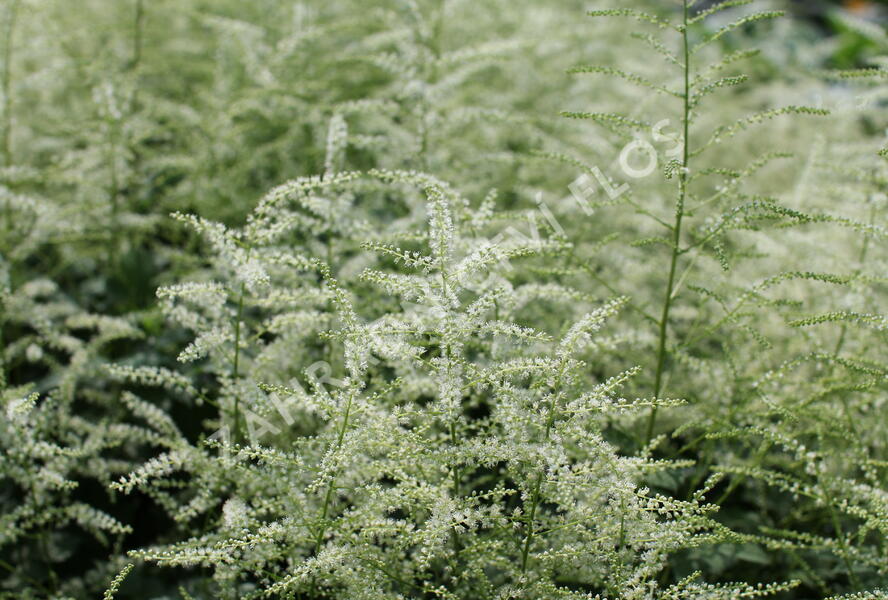 Udatna 'Misty Lace' - Aruncus hybrida 'Misty Lace'