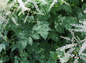 Udatna 'Misty Lace' - Aruncus hybrida 'Misty Lace'