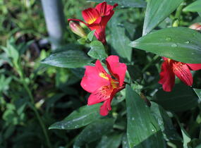 Alstromérie, boubelka Summer Paradise 'Wild Valley' - Alstroemeria hybrida Summer Paradise 'Wild Valley'