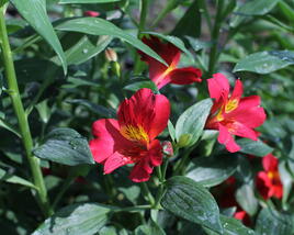 Alstromérie, boubelka Summer Paradise 'Wild Valley'
