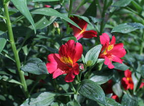 Alstromérie, boubelka Summer Paradise 'Wild Valley' - Alstroemeria hybrida Summer Paradise 'Wild Valley'