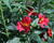 Alstromérie, boubelka Summer Paradise 'Wild Valley'