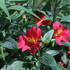 Alstroemeria hybrida Summer Paradise 'Wild Valley'_1.JPG