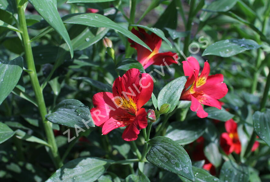 Alstromérie, boubelka Summer Paradise 'Wild Valley' - Alstroemeria hybrida Summer Paradise 'Wild Valley'