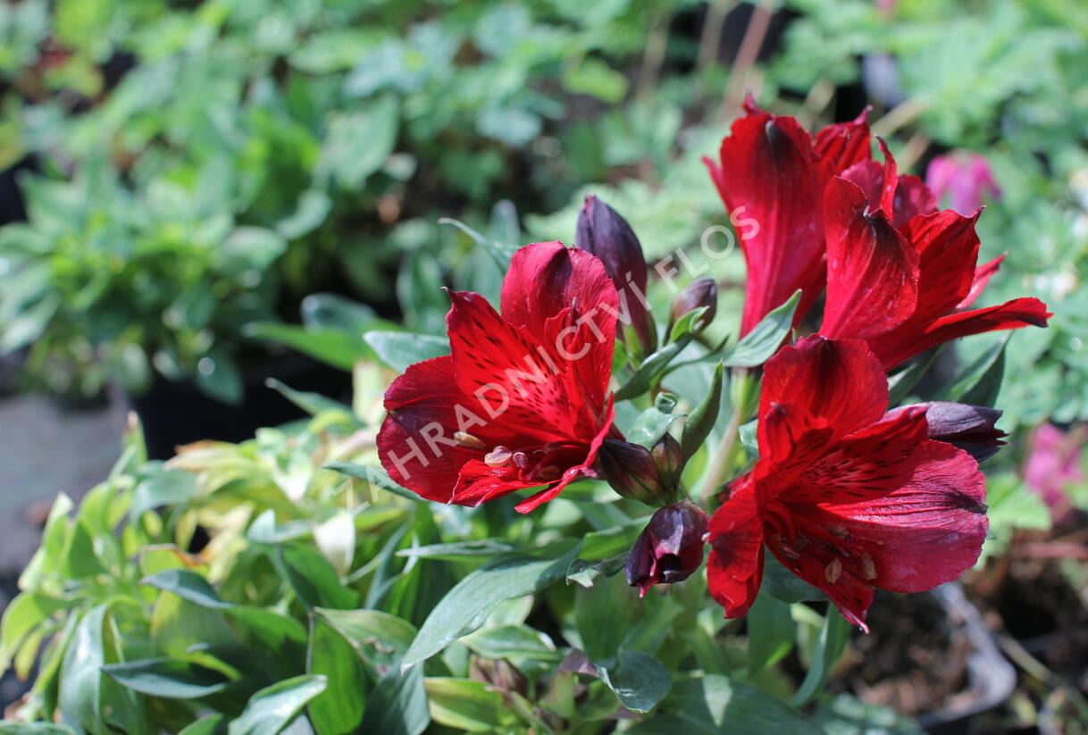 Alstromérie, boubelka 'Inticancha Doba' - Alstroemeria hybrida 'Inticancha Doba'