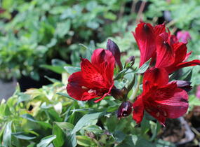 Alstromérie, boubelka 'Inticancha Doba' - Alstroemeria hybrida 'Inticancha Doba'