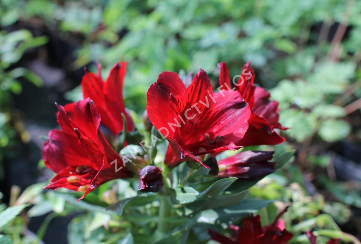 Alstromérie, boubelka 'Inticancha Doba' - Alstroemeria hybrida 'Inticancha Doba'