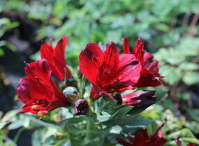 Alstromérie, boubelka 'Inticancha Doba' - Alstroemeria hybrida 'Inticancha Doba'