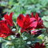 Alstroemeria hybrida 'Inticancha Doba'_1.JPG