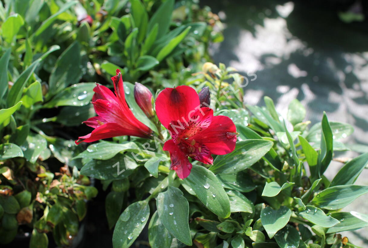 Alstromérie, boubelka 'Inticancha Red' - Alstroemeria hybrida 'Inticancha Red'