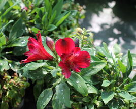 Alstromérie, boubelka 'Inticancha Red'