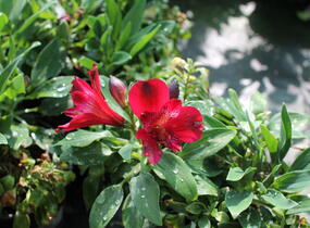 Alstromérie, boubelka 'Inticancha Red' - Alstroemeria hybrida 'Inticancha Red'