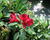 Alstromérie, boubelka 'Inticancha Red'