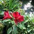 Alstroemeria hybrida 'Inticancha Red'.JPG