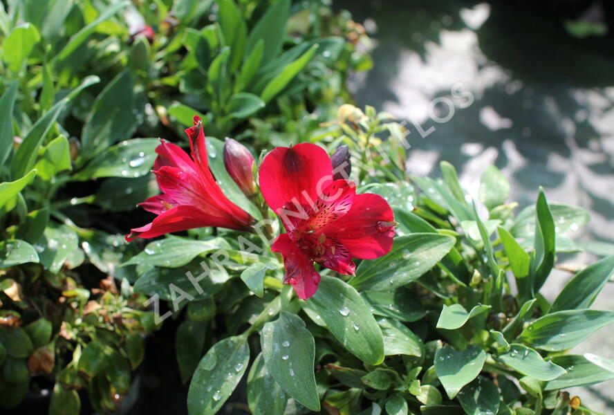 Alstromérie, boubelka 'Inticancha Red' - Alstroemeria hybrida 'Inticancha Red'