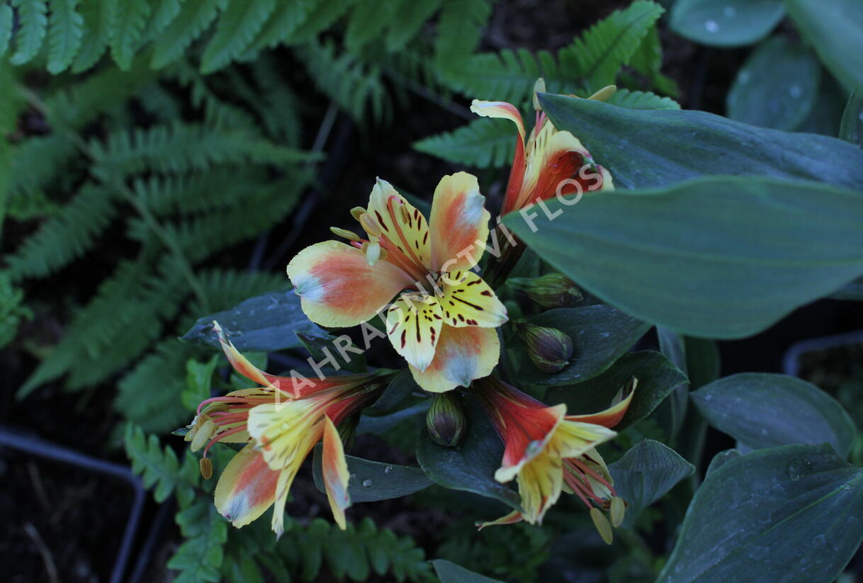 Alstromérie, boubelka Summer Paradise 'Summer Breeze' - Alstroemeria hybrida Summer Paradise 'Summer Breeze'