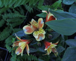 Alstromérie, boubelka Summer Paradise 'Summer Breeze'