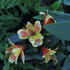 Alstroemeria hybrida Summer Paradise 'Summer Breeze'.JPG