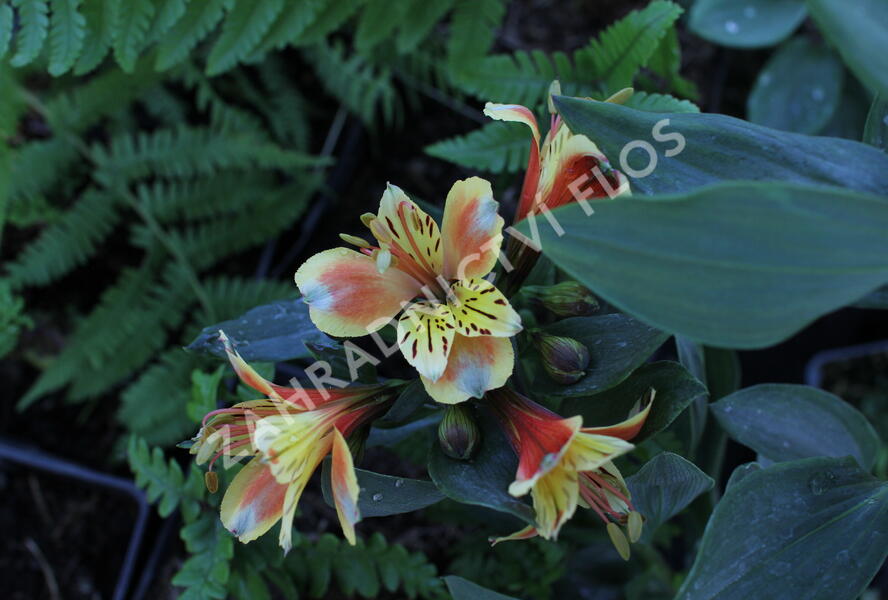 Alstromérie, boubelka Summer Paradise 'Summer Breeze' - Alstroemeria hybrida Summer Paradise 'Summer Breeze'